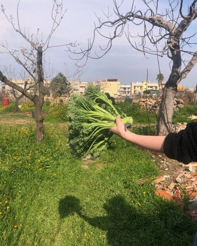 Des outils pour l'émancipation- Découverte de l'agroforesterie